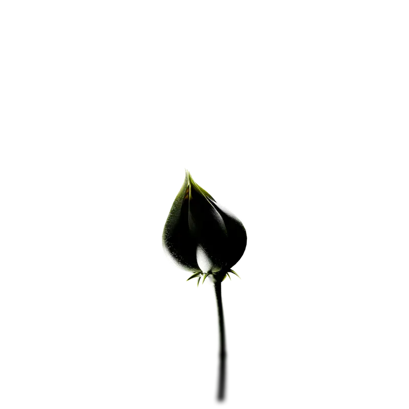 Budding Flower