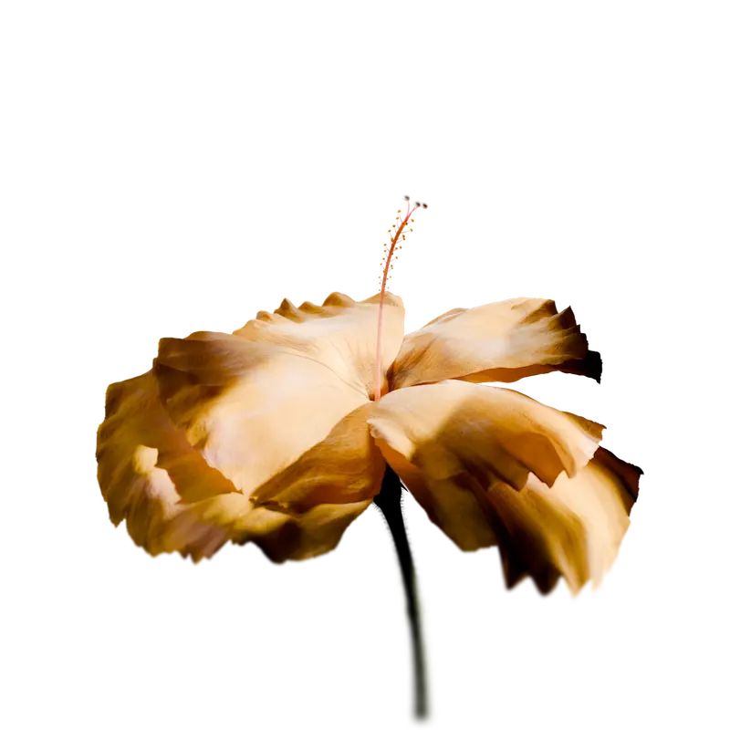 Flower starting to bloom
