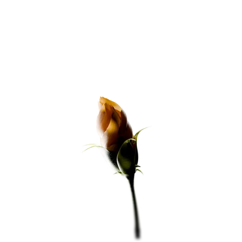 Budding Flower opening